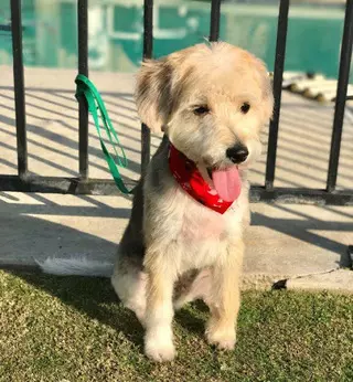 Tiffany's Timeless Tails