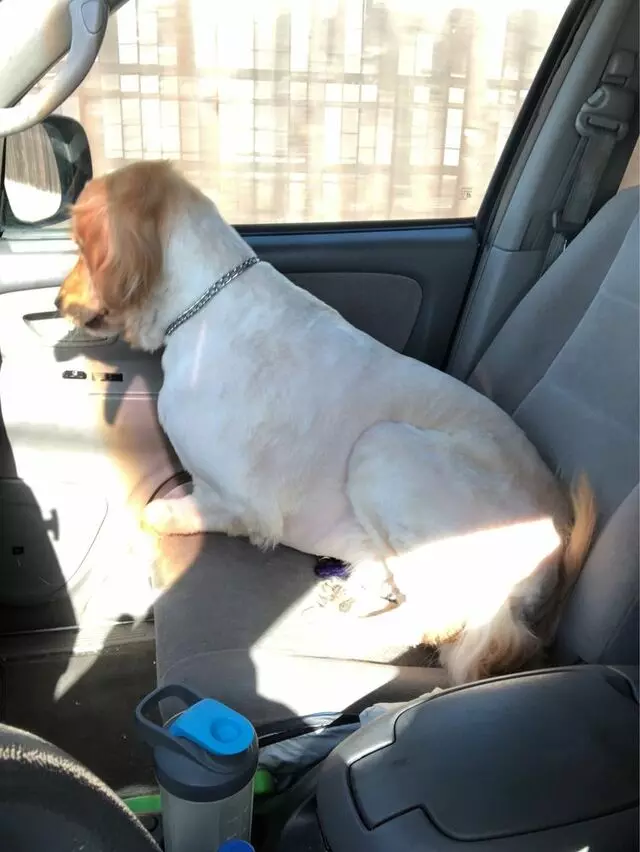 Tiffany&apos;s Timeless Tails