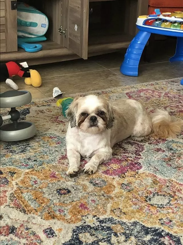 Karen&apos;s Fur Babies