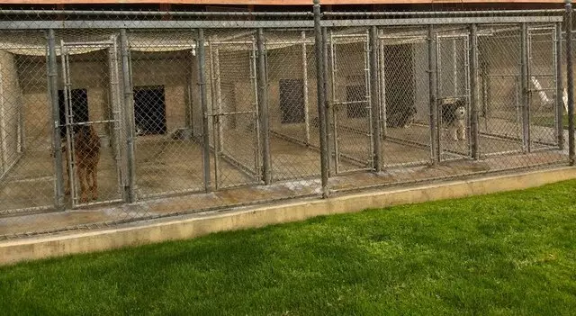 Sczyr Kennels & Cattery