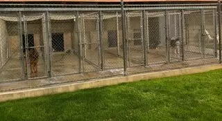 Sczyr Kennels & Cattery