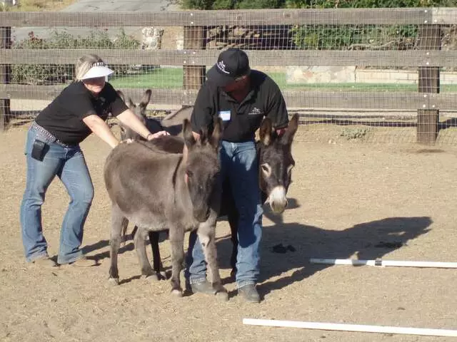 Crossroads Equine Assisted Learning