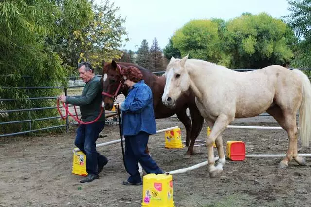 Crossroads Equine Assisted Learning