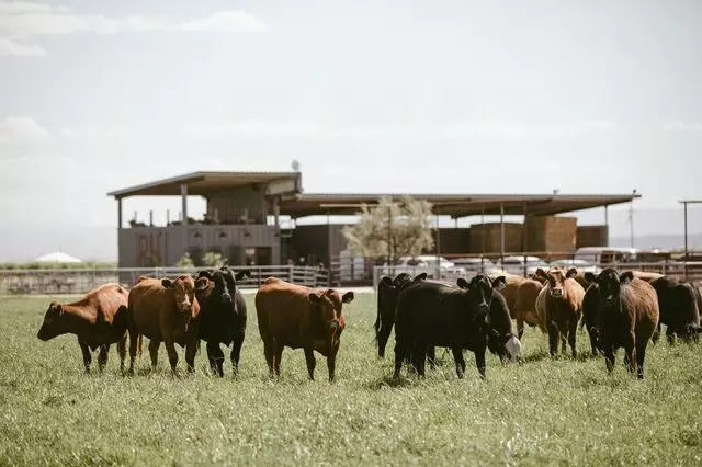 Red House Beef