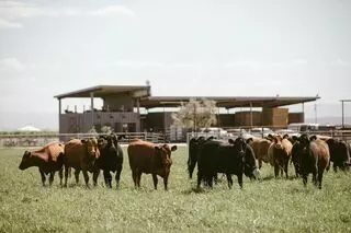 Red House Beef