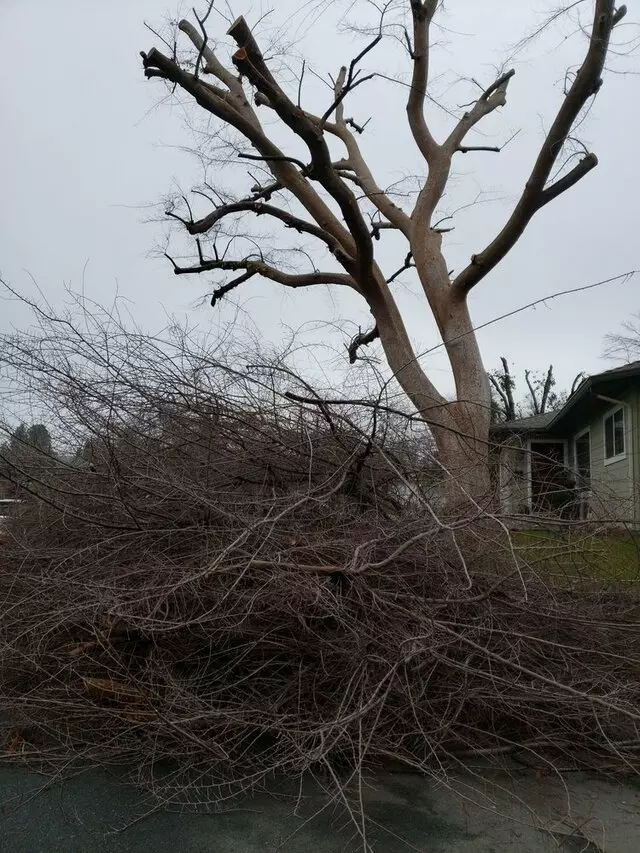 Universal Tree Service