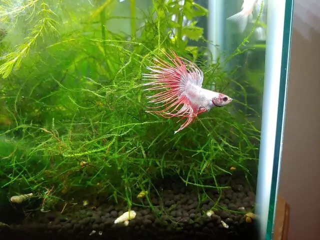 Bakersfield Aquatic Pets