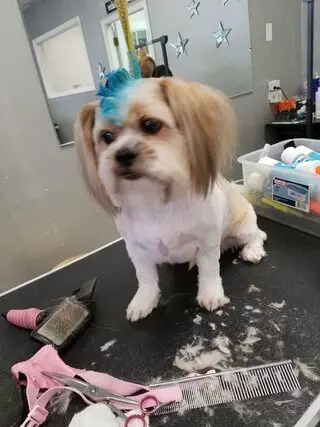 Star Pups Pet Salon & Paw Spa